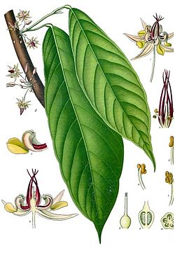 Theobroma_cacao_-_Köhler–s_Medizinal-Pflanzen-136